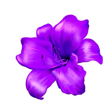 Mor lily çiçek
