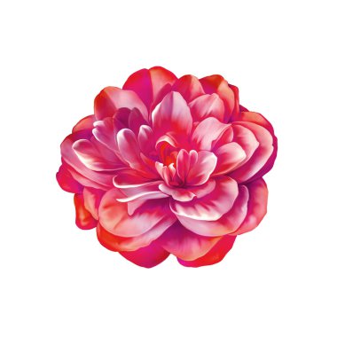 Pembe Gül kamelya çiçeği