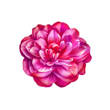 Pembe Gül kamelya çiçeği