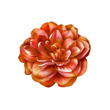 Rose kamelya çiçeği