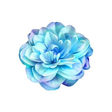 Mavi gül kamelya çiçeği