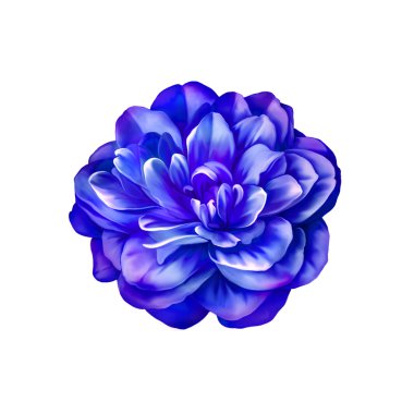 Mor gül kamelya çiçeği