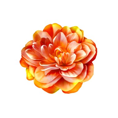 Turuncu gül kamelya çiçeği