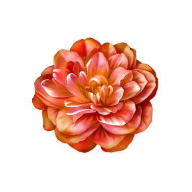 Turuncu gül kamelya çiçeği