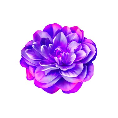 Mor gül kamelya çiçeği