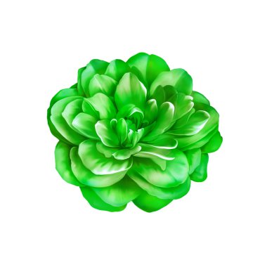 Yeşil gül kamelya çiçeği