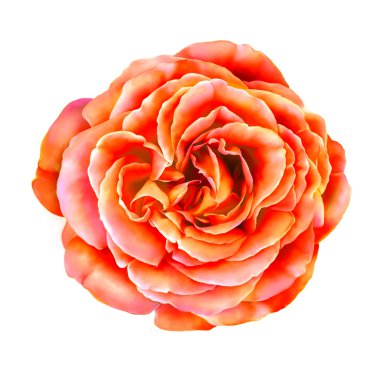 turuncu gül çiçek