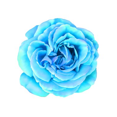 Mavi turkuaz gül çiçek