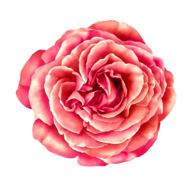 kırmızı gül çiçek