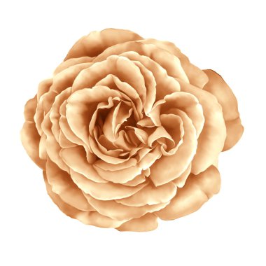 sarı turuncu gül çiçek