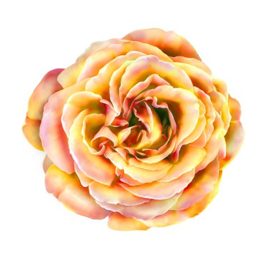 sarı turuncu gül çiçek