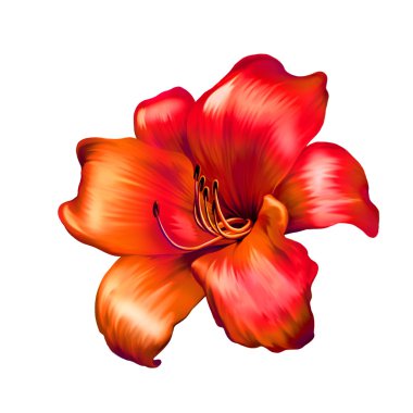 izole kırmızı lily çiçek