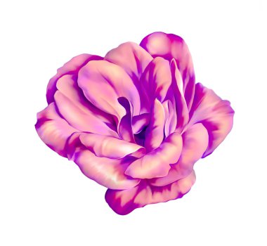 Rose kamelya çiçeği