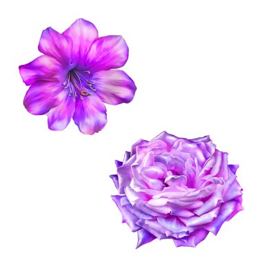 İki pembe Gül çiçek.