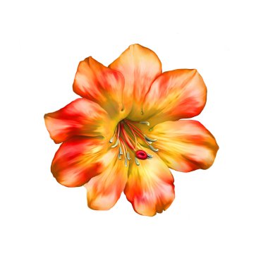 parlak turuncu kırmızı çiçek.