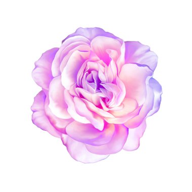 Pembe Mor gül çiçek