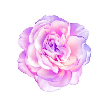 Pink purple rose flower clipart