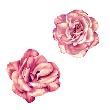 İhale pembe Gül çiçek