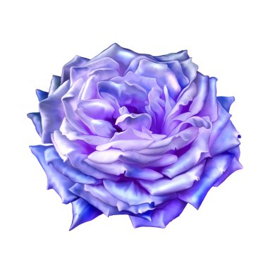 Mavi mor gül çiçek