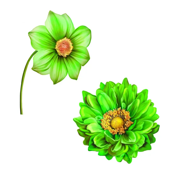 Dahlia ve mona lisa çiçekler