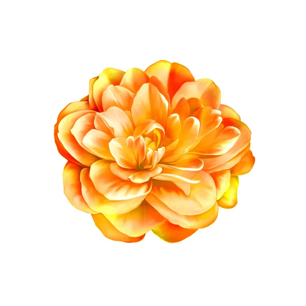 Rosa naranja Camellia Flower — Foto de Stock