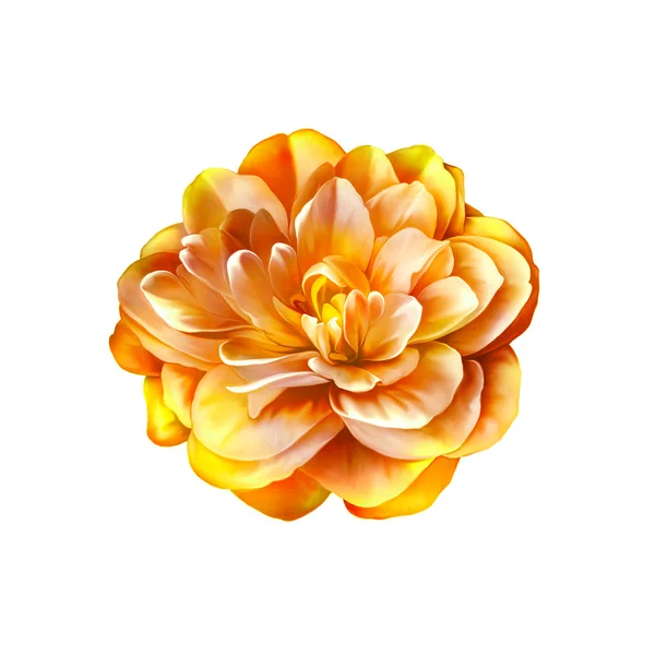Orangefarbene Kamelienblüte — Stockfoto