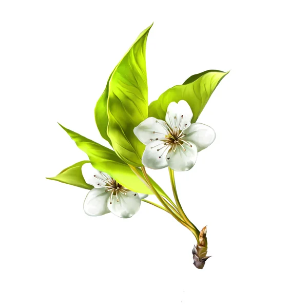 Cherry  flowers with leaves. — Stock Photo, Image