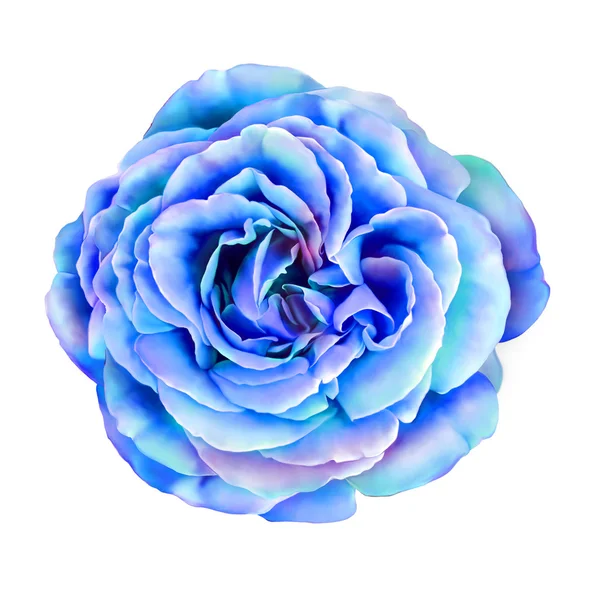 Purple blue Rose Flower — Stock Photo, Image