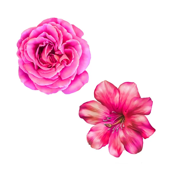 粉红色的玫瑰和蒙娜丽莎花 — 图库照片