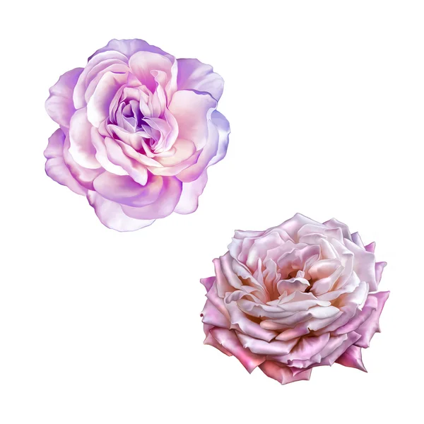 浅粉色玫瑰红的花 — 图库照片