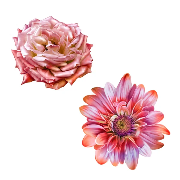 Röd Rosa Ros blommor — Stockfoto