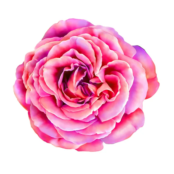 Lila Rózsa virág — Stock Fotó