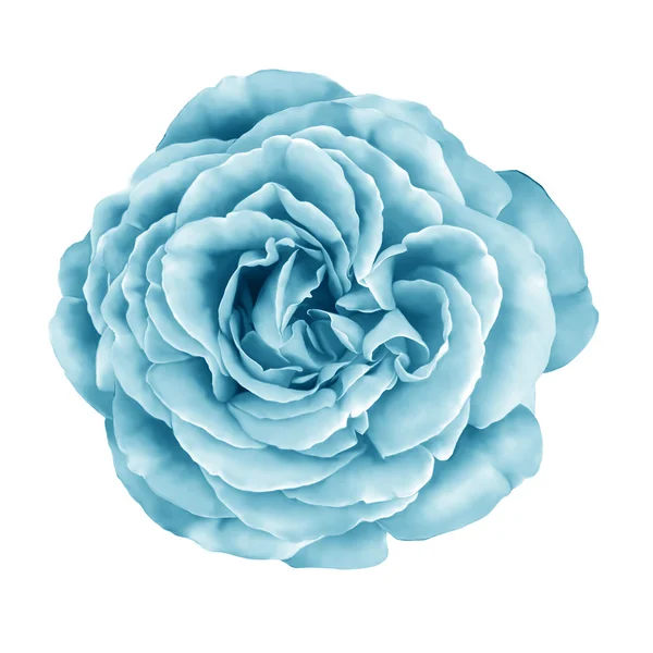 Mavi turkuaz gül çiçek — Stok fotoğraf