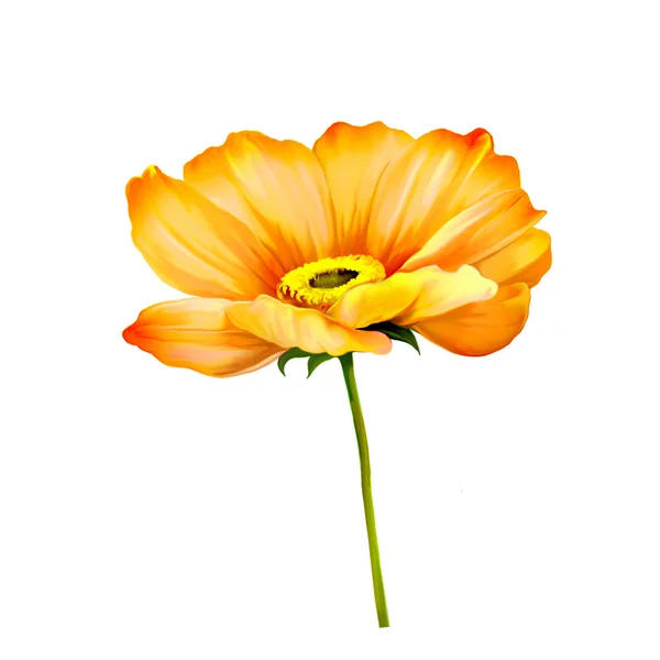 Orange poppy flower — Stock Photo, Image