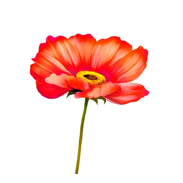 Orange röd vallmo blomma — Stockfoto