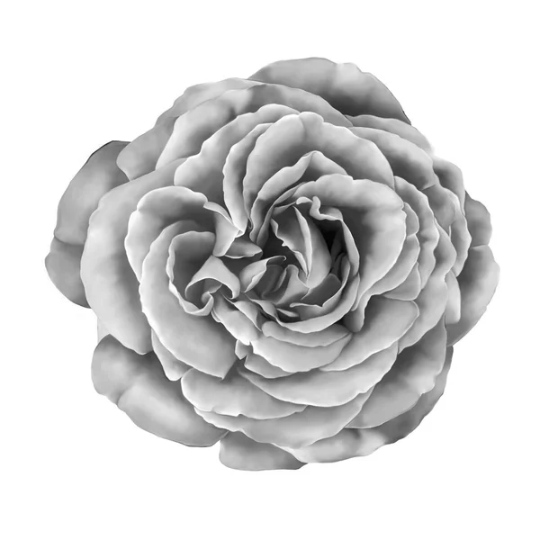 Black and white Rose Flower — Stock Photo, Image