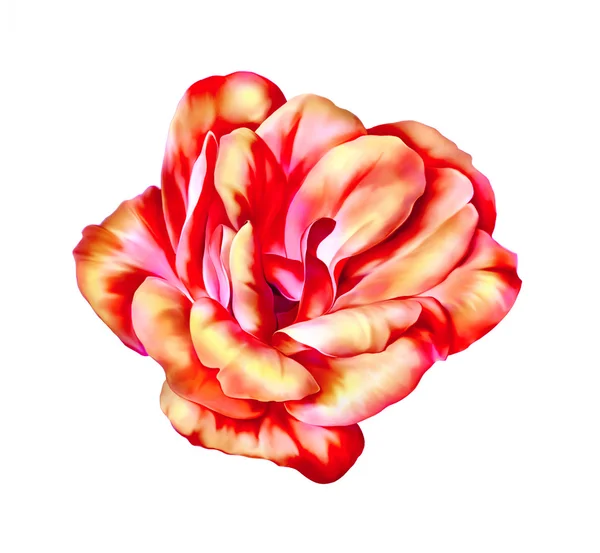 Rosa flor de Camelia — Foto de Stock