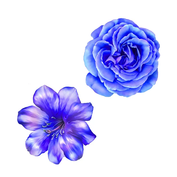 Két kék, lila Rózsa virágok — Stock Fotó