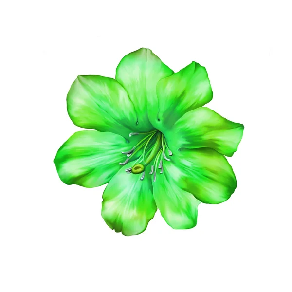 Mooie heldere groene bloem — Stockfoto