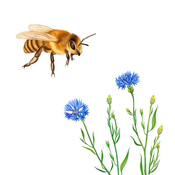 矢车菊鲜花和蜜蜂 — 图库照片