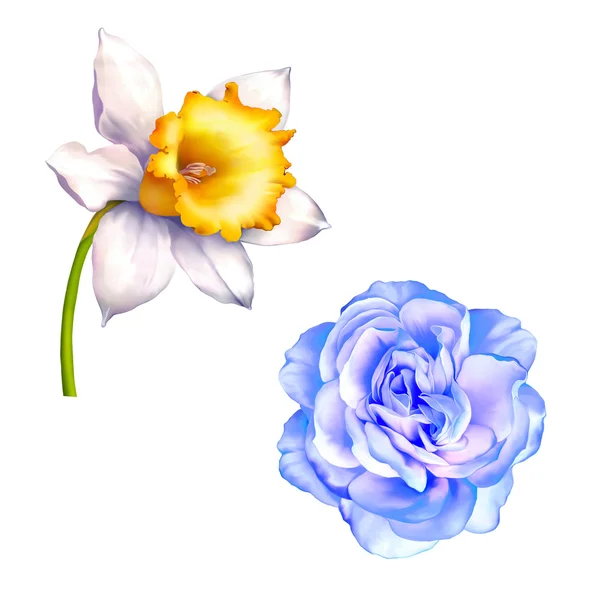 Блакитна фіолетова троянда і нарциси — стокове фото