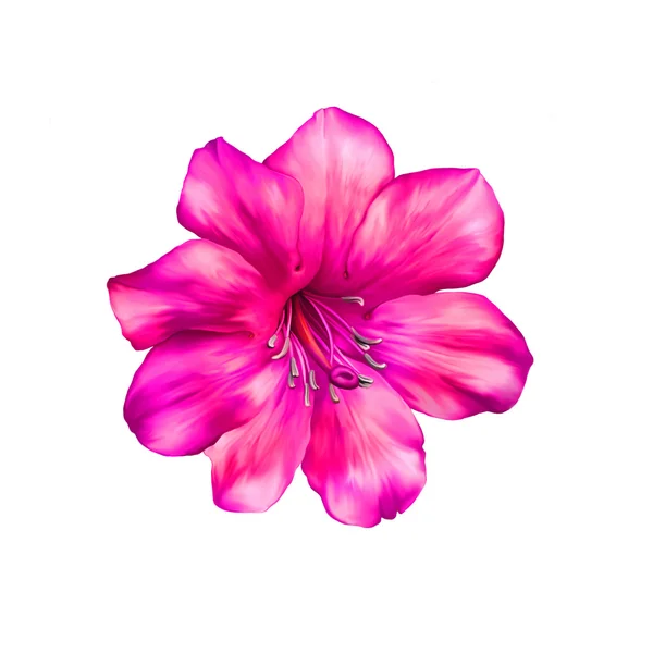 Parlak pembe kırmızı çiçek — Stok fotoğraf