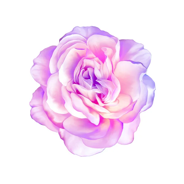 Pink purple rose flower — Stock Photo, Image