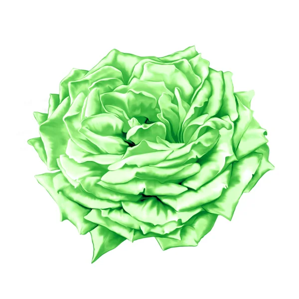 Groene grote Rose bloem — Stockfoto