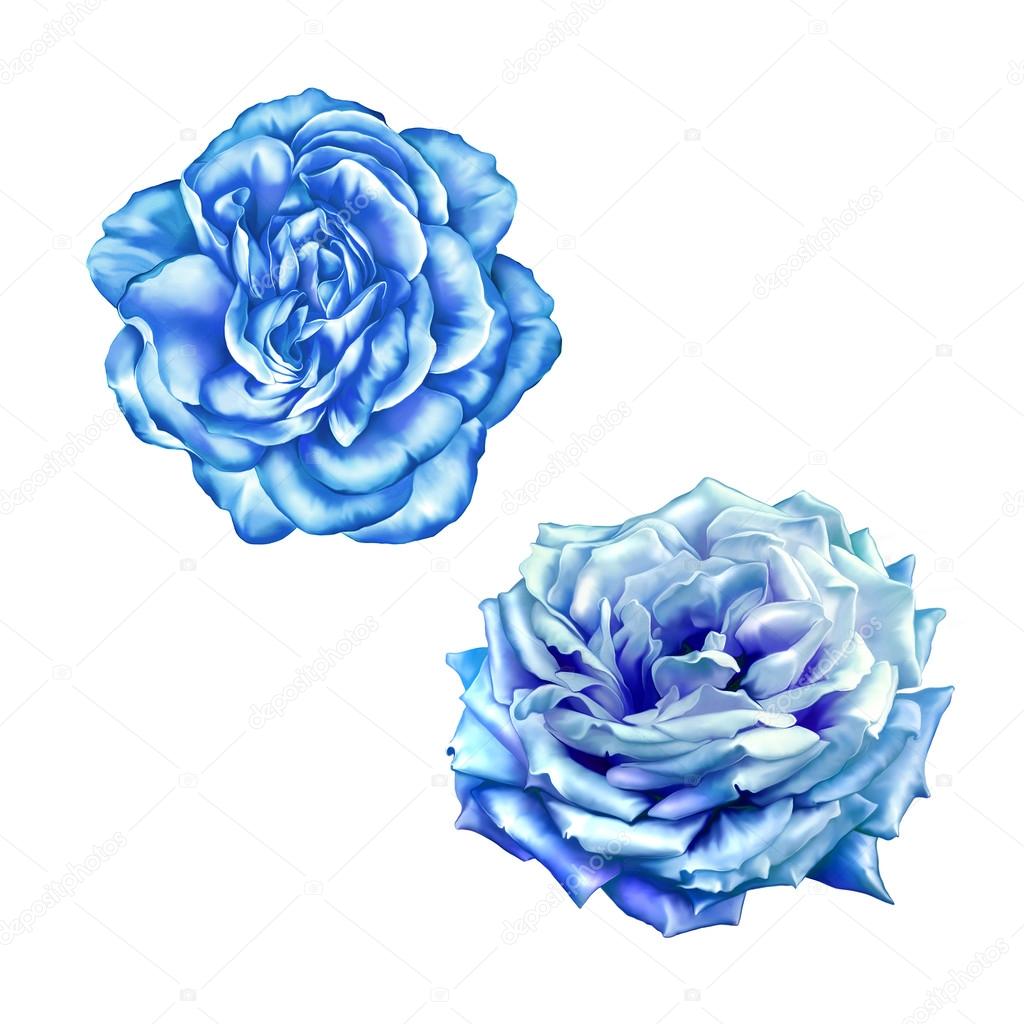 Blue  Rose Flowers isolated on white background
