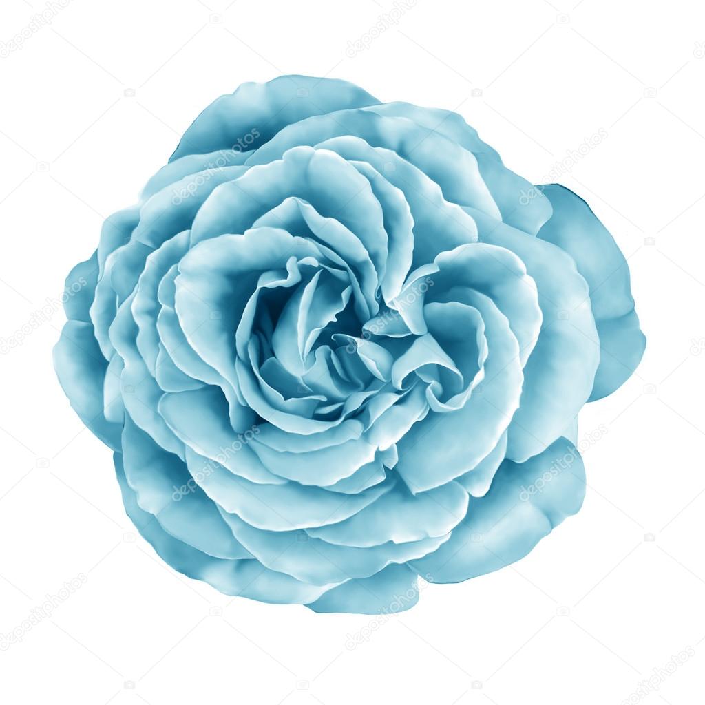 Blue Turquoise Rose Flower Stock Photo C Artnature 70031539