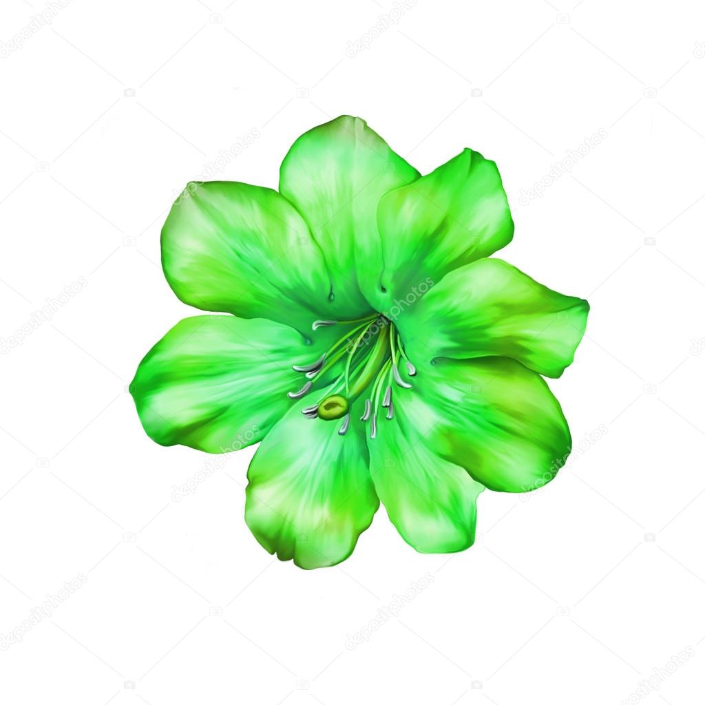 Beautiful bright green Flower