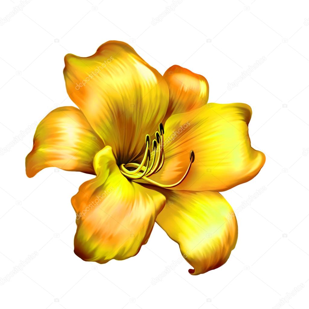 Flor de lírio amarelo fotos, imagens de © artnature #70032749