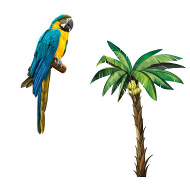 Muz palmiye ağaç izole bitki. Musa acuminata muz. Beyaz izole