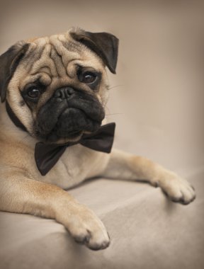 Bir yay ile erkek Pug köpek yavrusu